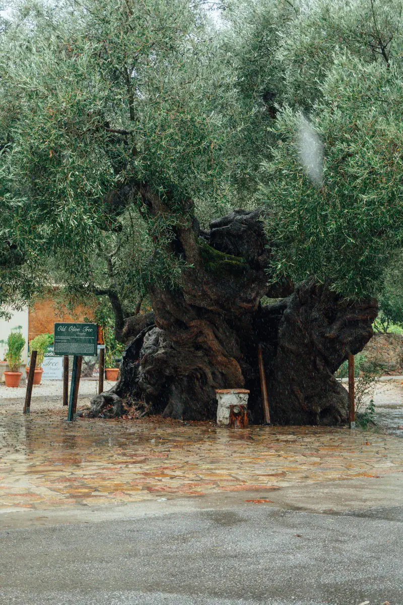 An ancient olive tree with a gnarled trunk