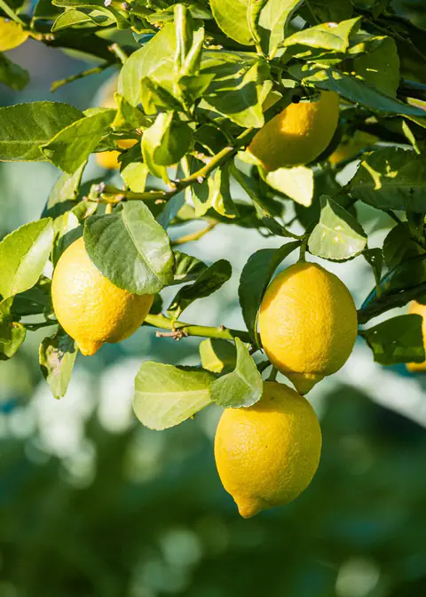 Lemons on the tree